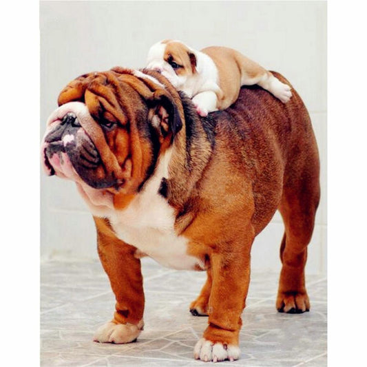 Malen nach Zahlen - Englische Bulldogge Der Malennachzahlen shop