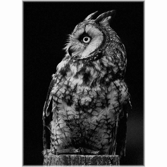 Malen nach Zahlen - Eule Der Malennachzahlen shop