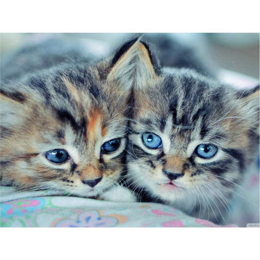 Malen nach Zahlen - Kuschelkatzen Der Malennachzahlen shop