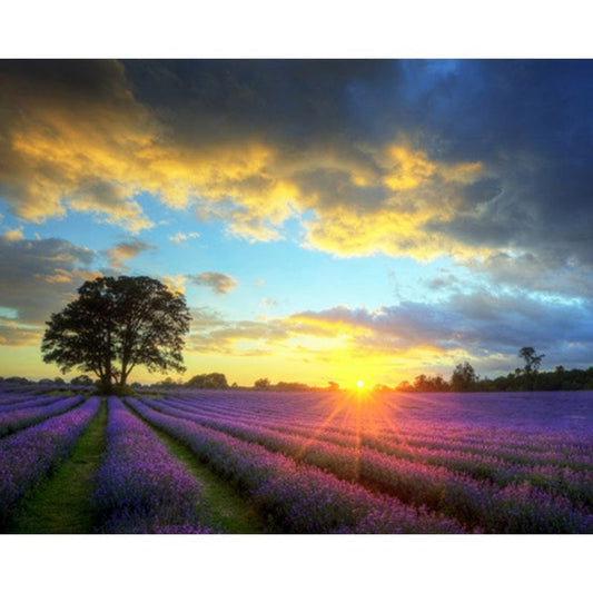 Malen nach Zahlen - Lavendel im Sonnenuntergang Der Malennachzahlen shop 
