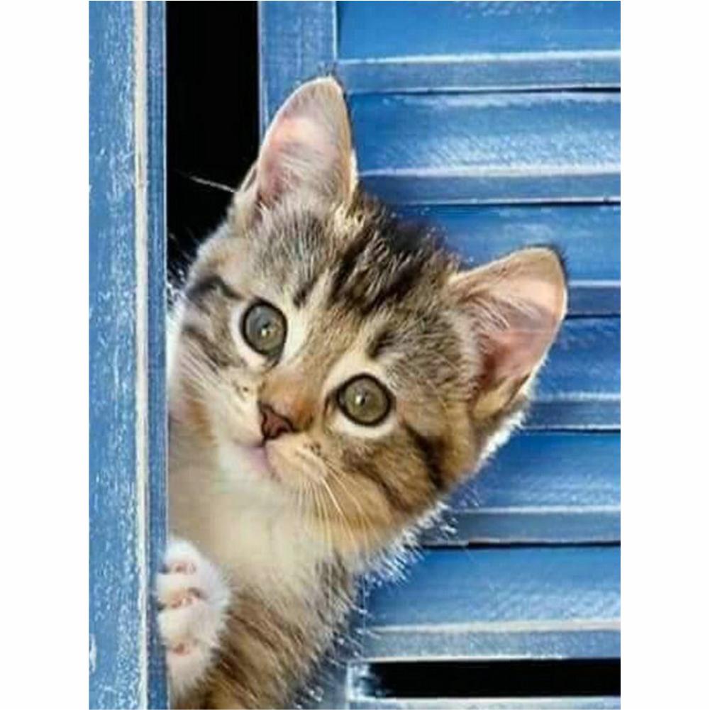 Katzen